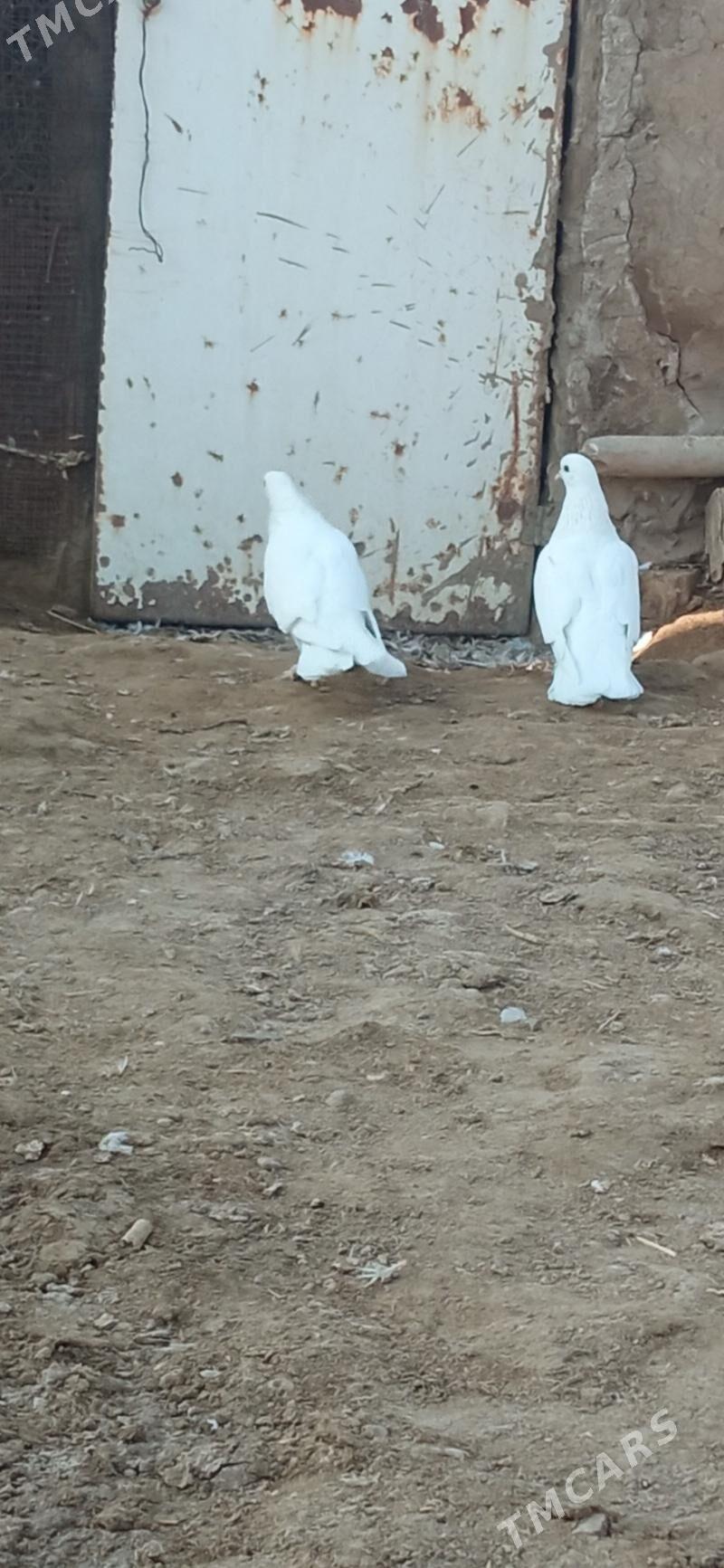 KEPDERI - Mary - img 3