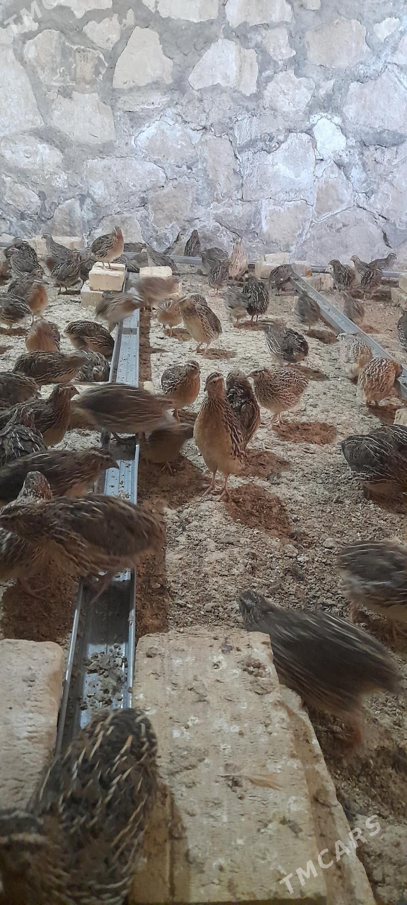 bedene - Керки - img 3