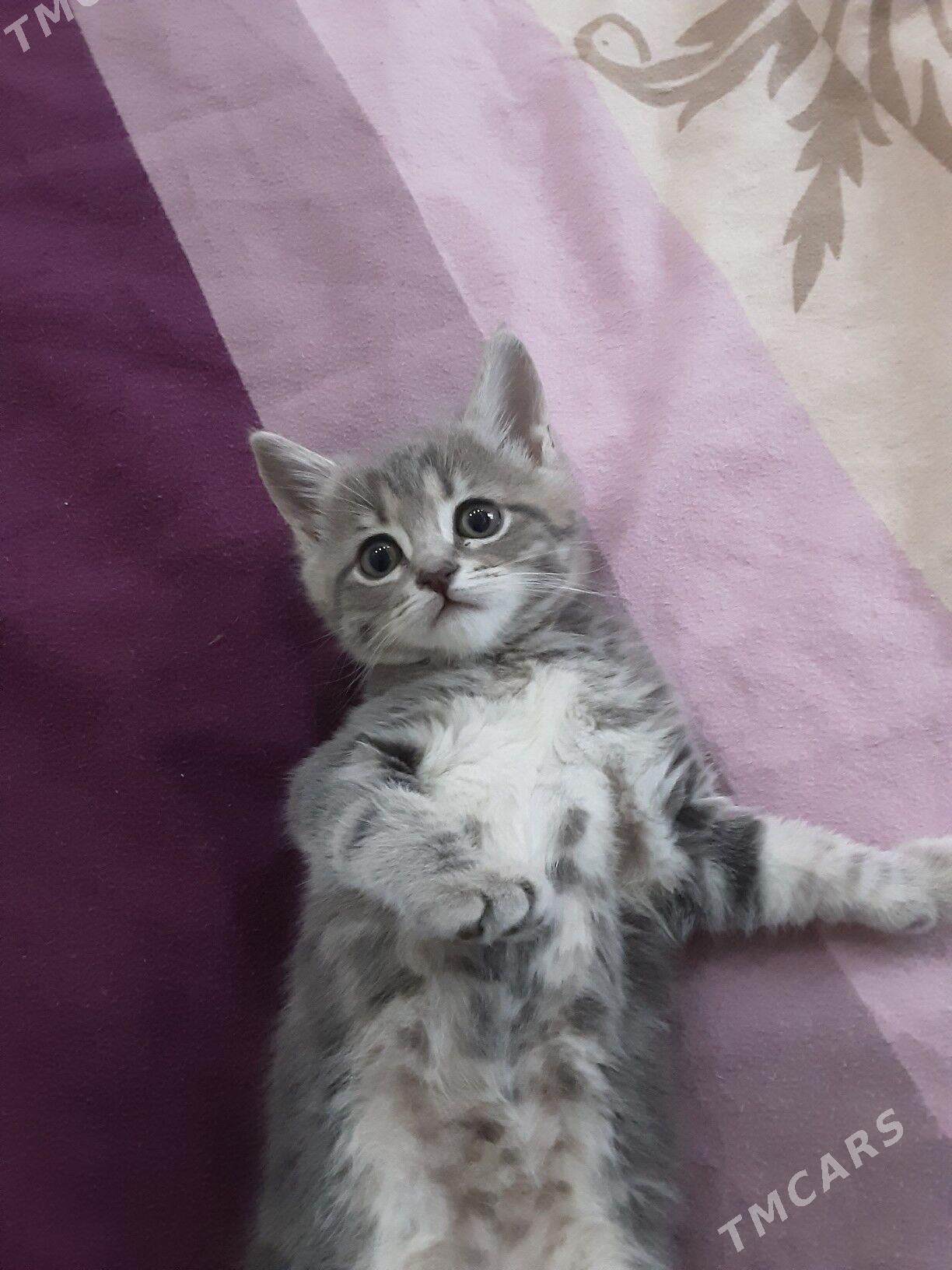 ШОТЛАНДСКИЙ КОТЕНОК - Aşgabat - img 5