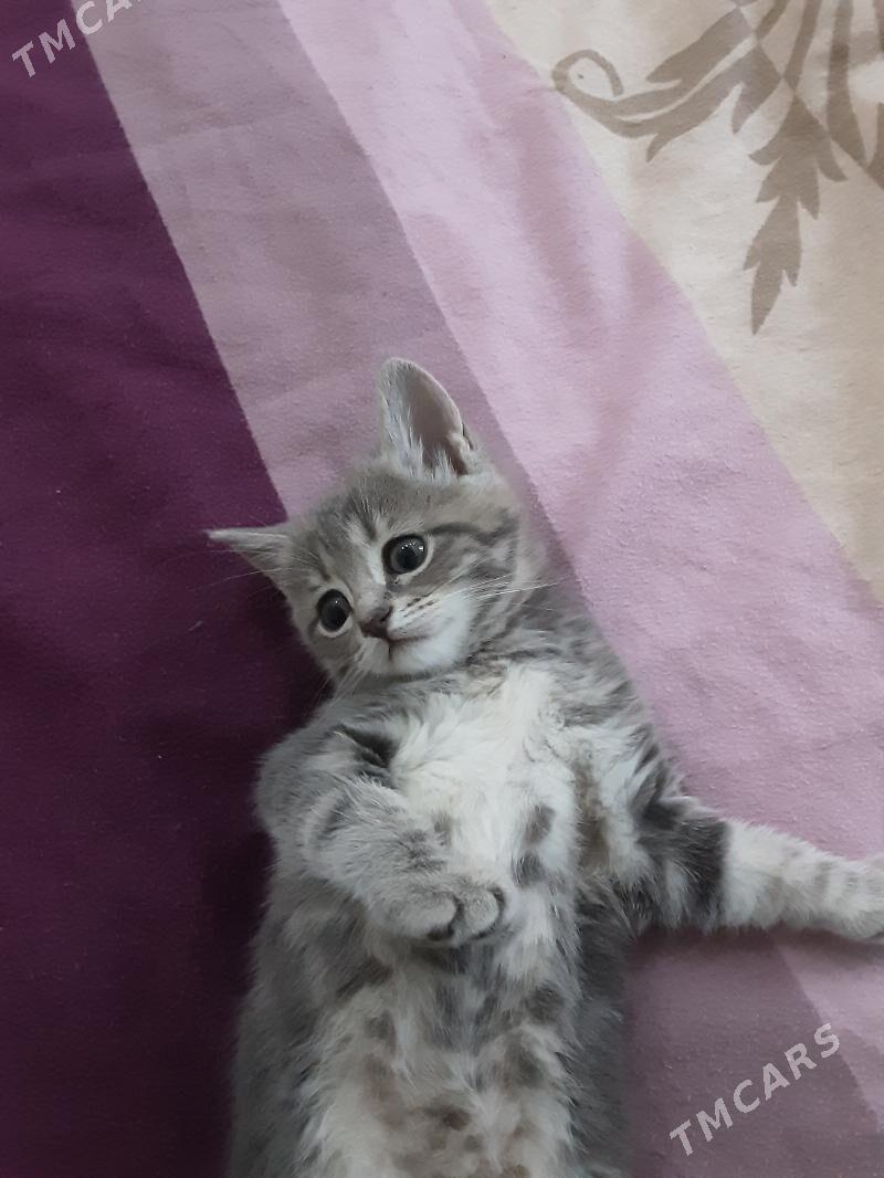 ШОТЛАНДСКИЙ КОТЕНОК - Aşgabat - img 4