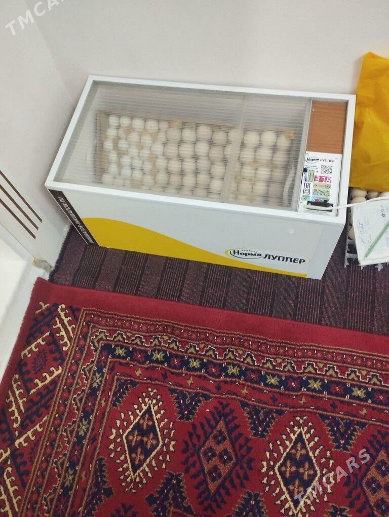 inkiwator - Балканабат - img 2