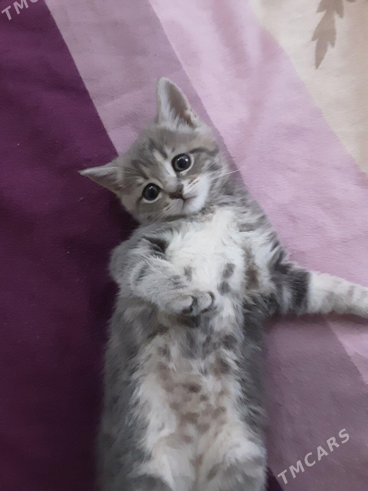 ШОТЛАНДСКИЙ КОТЕНОК - Aşgabat - img 2