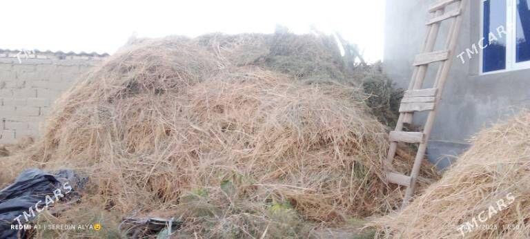 ýorunja bede - Гёкдепе - img 1