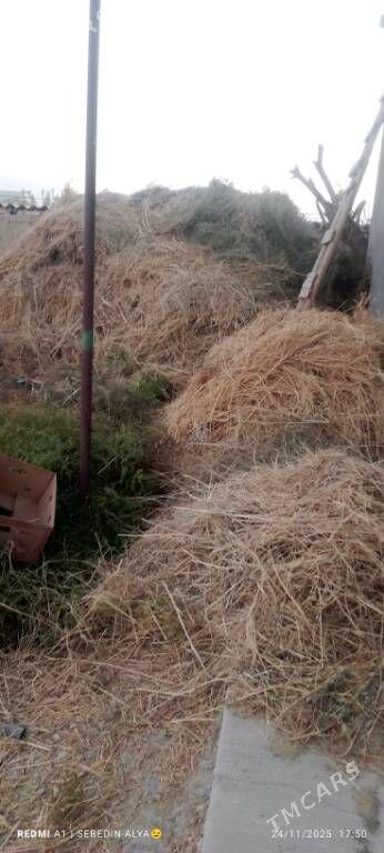 ýorunja bede - Гёкдепе - img 2