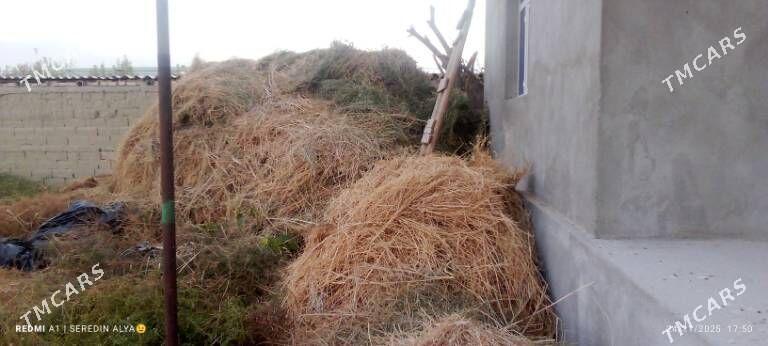 ýorunja bede - Гёкдепе - img 3