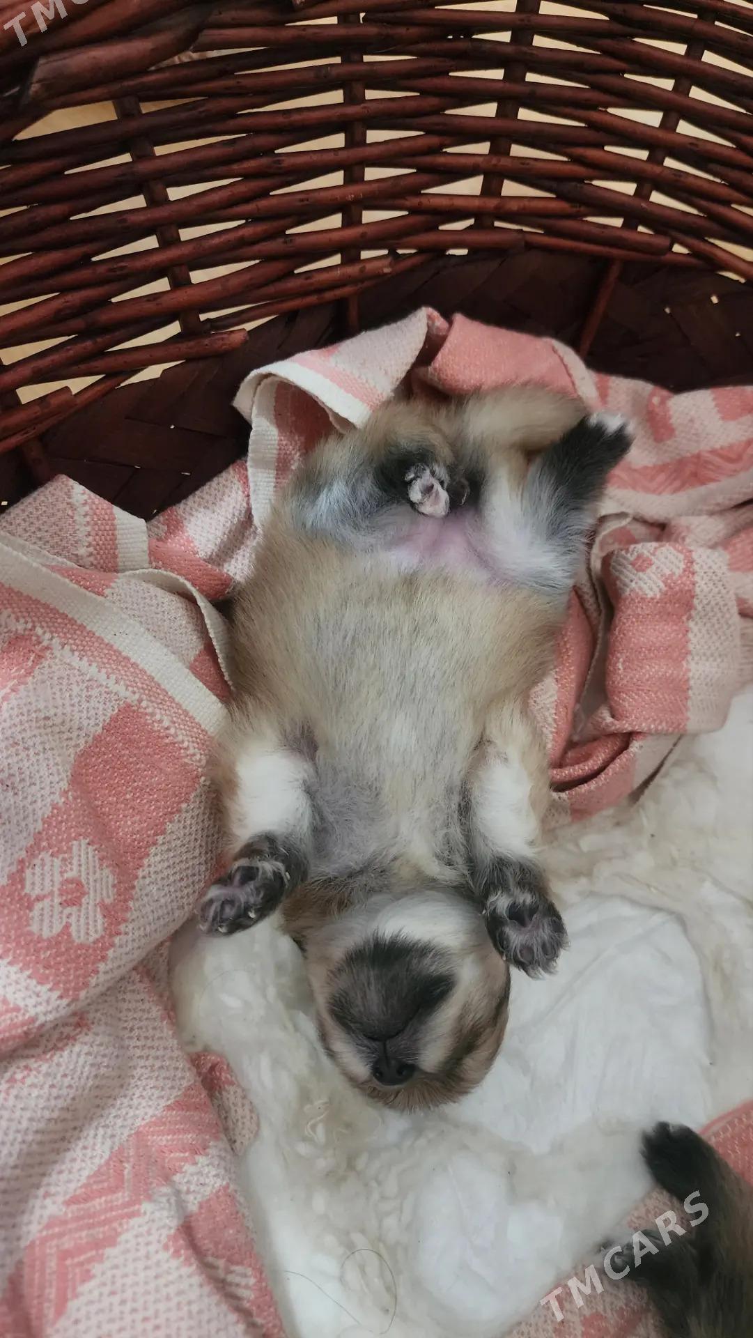 померанский шпиц - Торговый центр "15 лет Независимости" - img 3