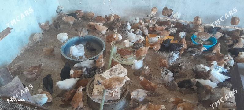 towuk juje - Кака - img 2