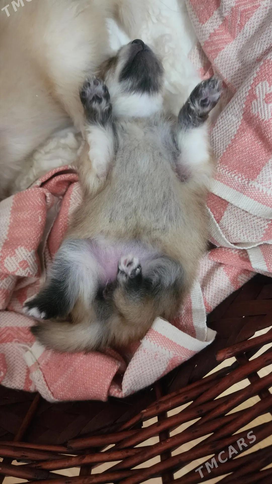 померанский шпиц - Торговый центр "15 лет Независимости" - img 5