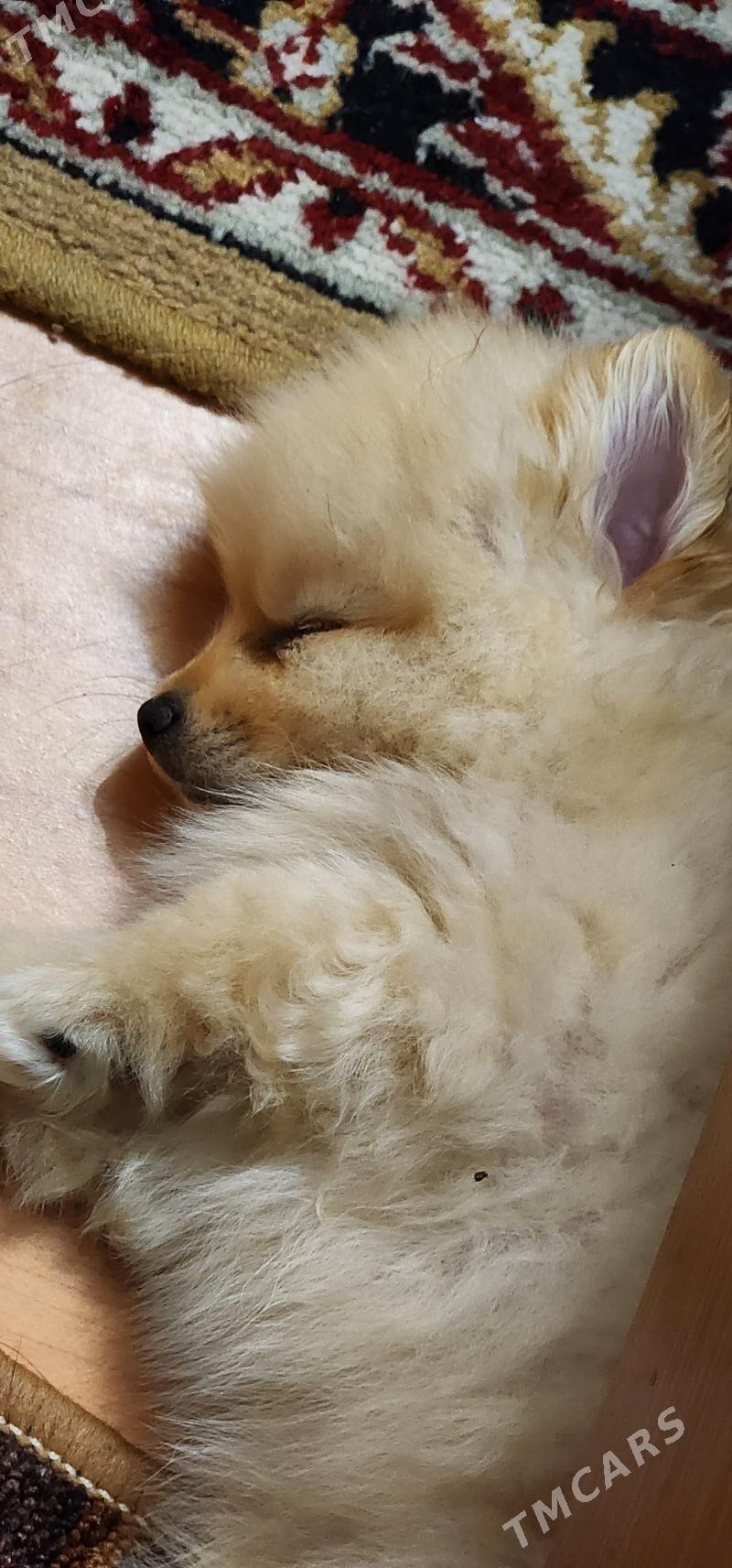 померанский шпиц - Торговый центр "15 лет Независимости" - img 1