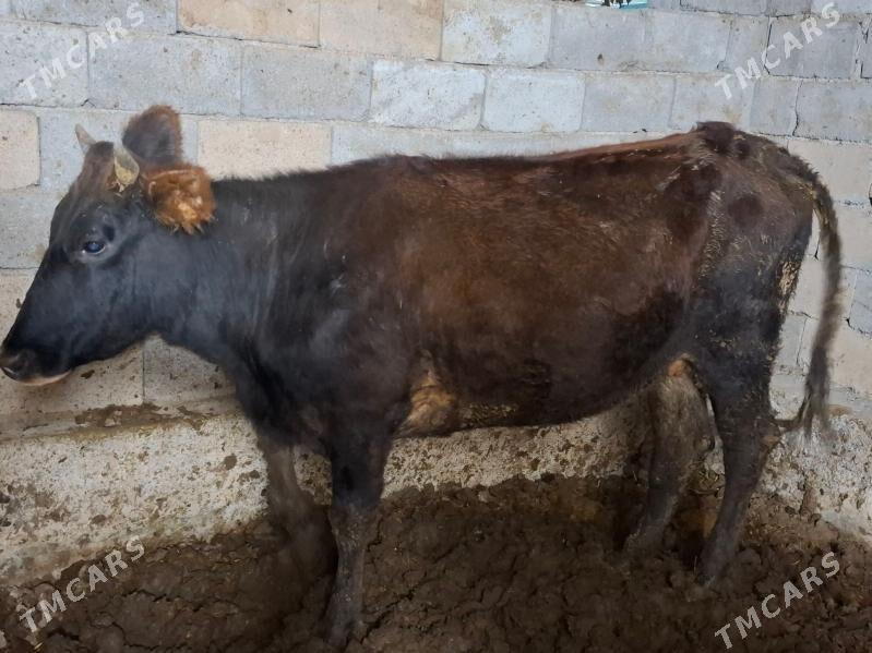 gysyr sygyr - Garadamak - img 1