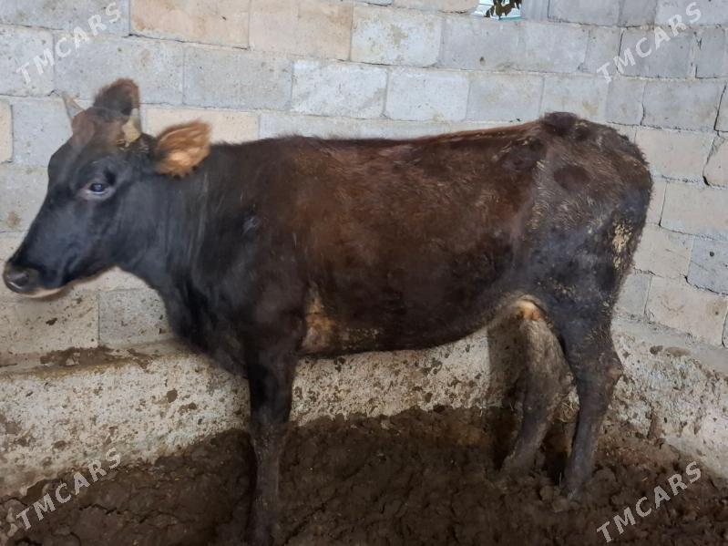 gysyr sygyr - Garadamak - img 2