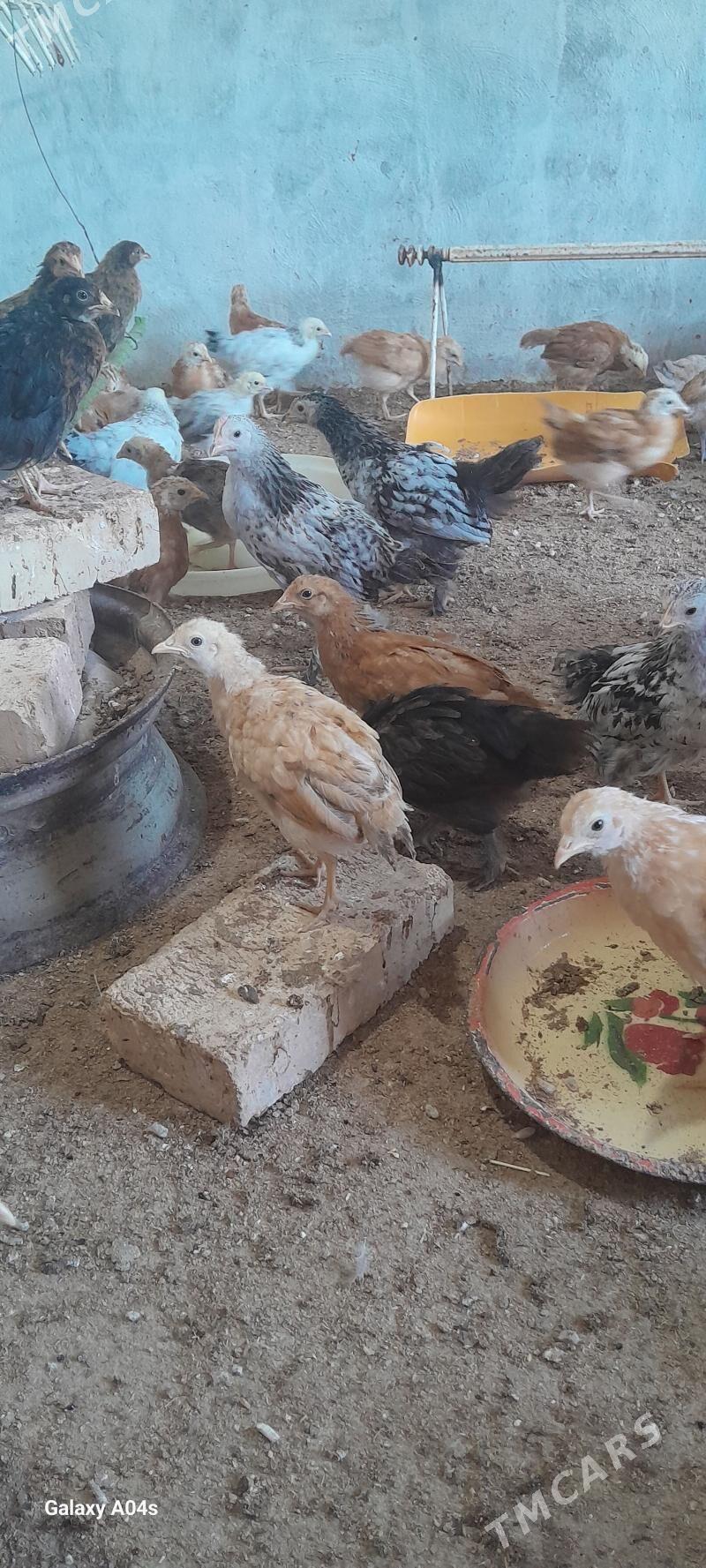 towuk juje - Кака - img 4