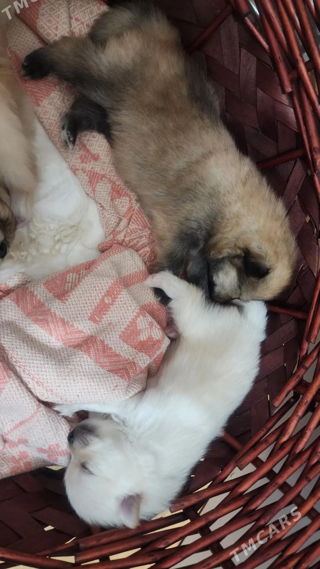 померанский шпиц - Торговый центр "15 лет Независимости" - img 4