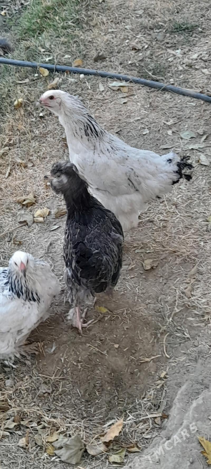 brama argynal gyssagly - Бахарден - img 2