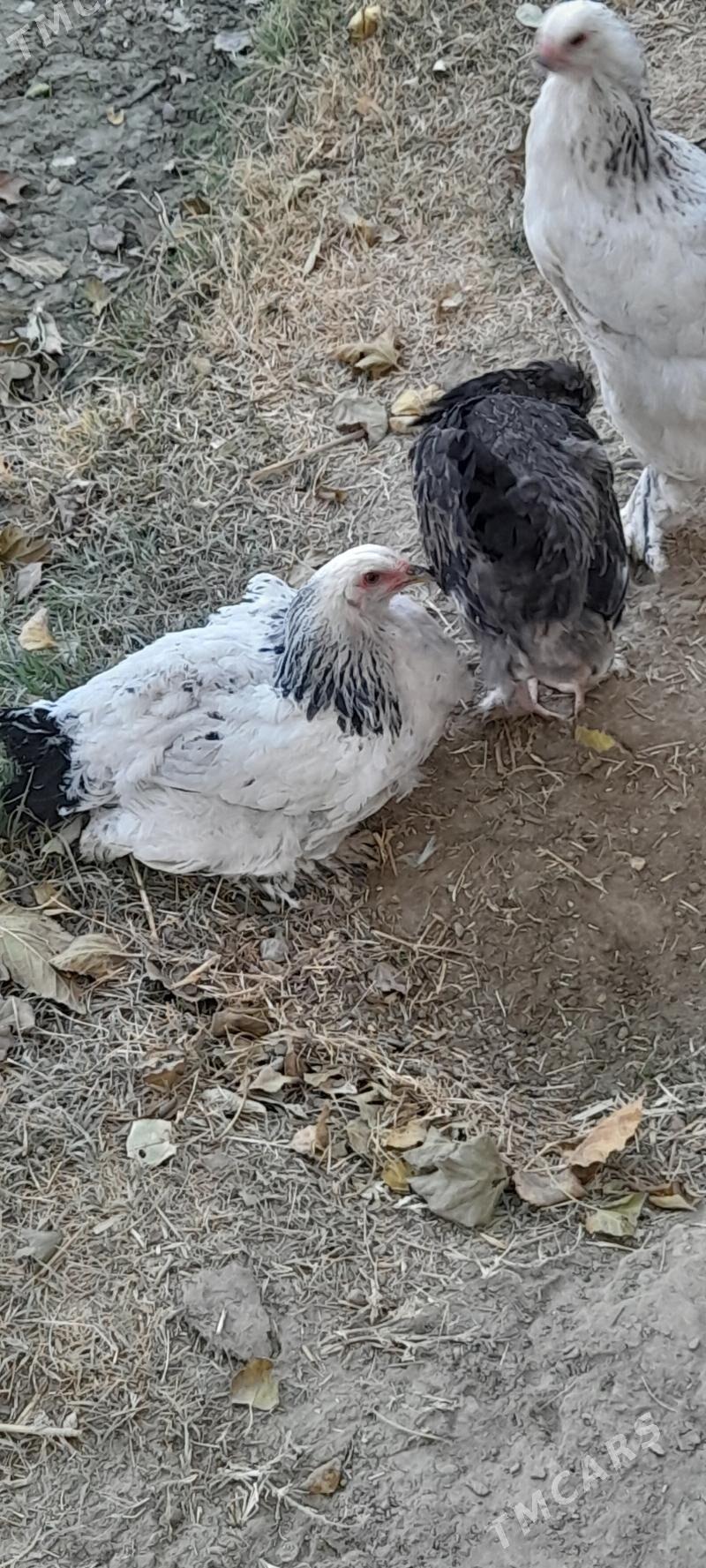 brama argynal gyssagly - Бахарден - img 3