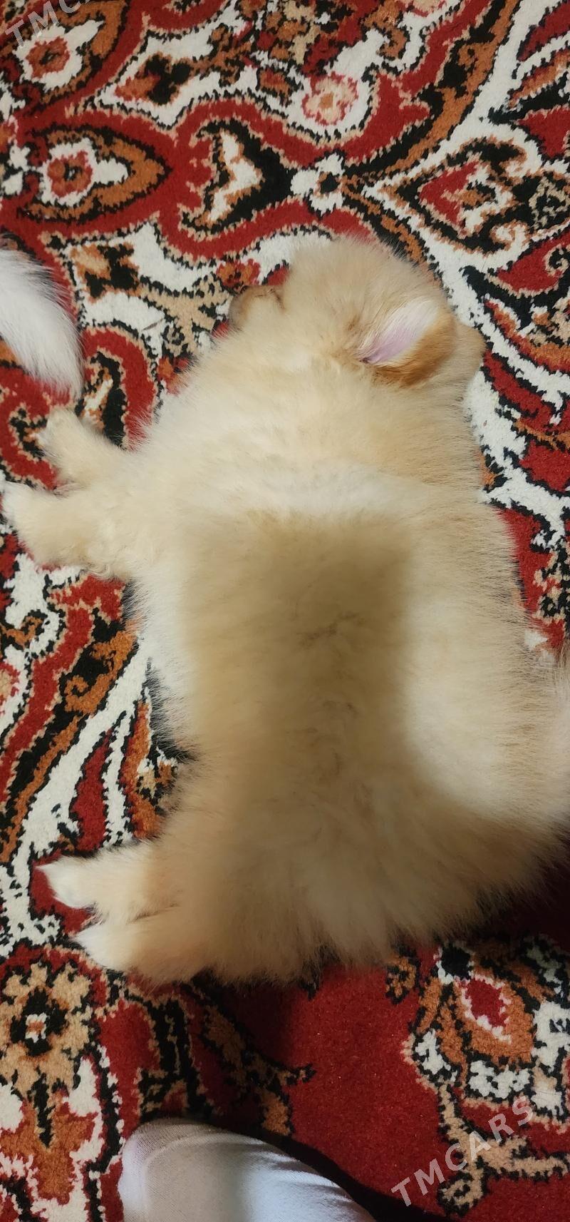 померанский шпиц - Торговый центр "15 лет Независимости" - img 2