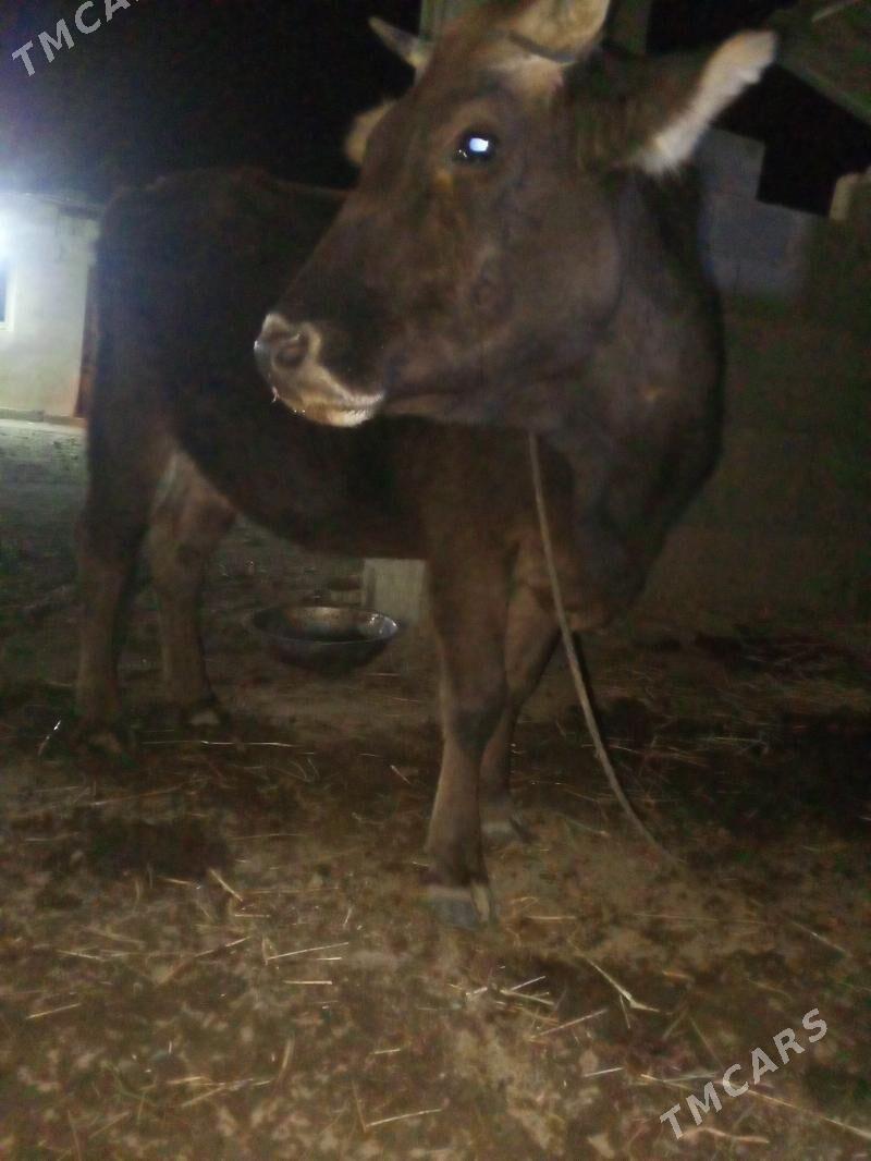 sygyr - Magtymguly - img 1