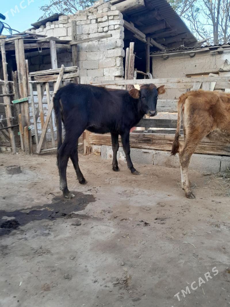 tüwe - Кëши - img 3