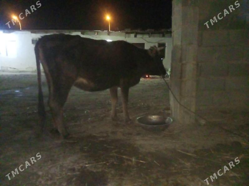 sygyr - Magtymguly - img 2