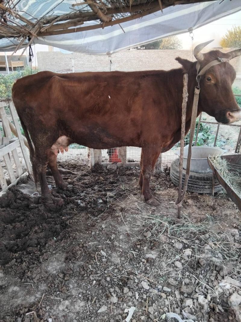 Göleli sygr - Мары - img 3