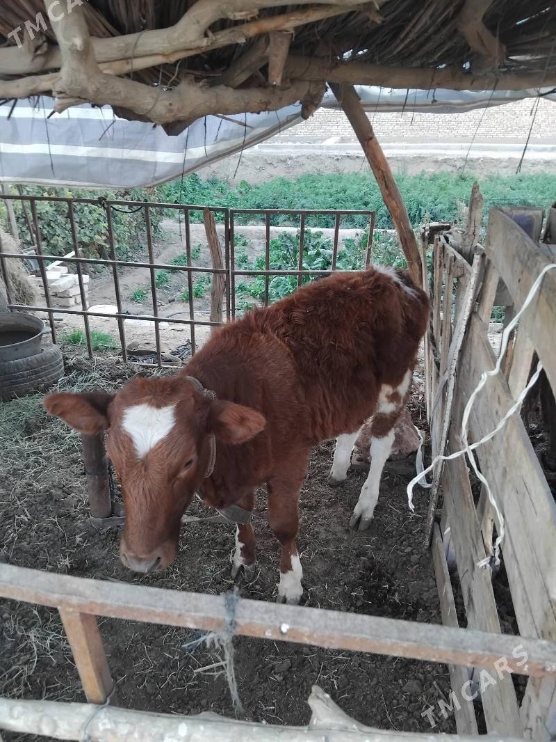 Göleli sygr - Мары - img 4