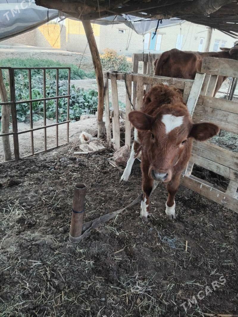 Göleli sygr - Мары - img 5