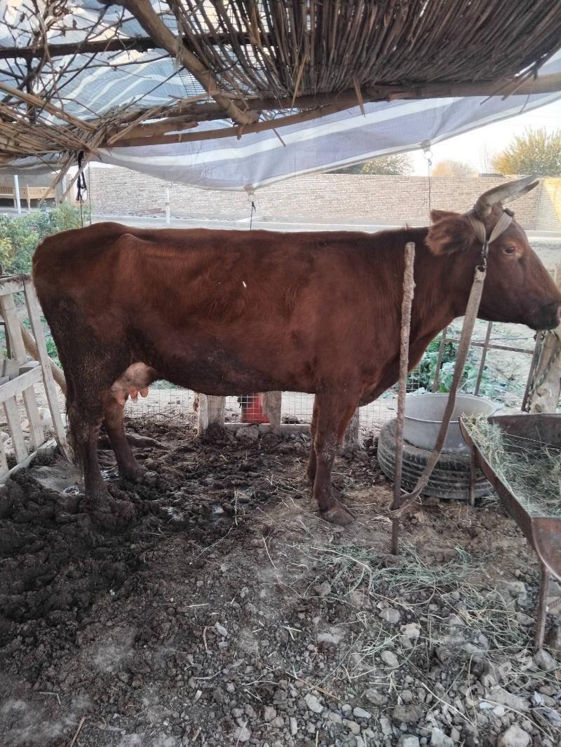 Göleli sygr - Мары - img 2