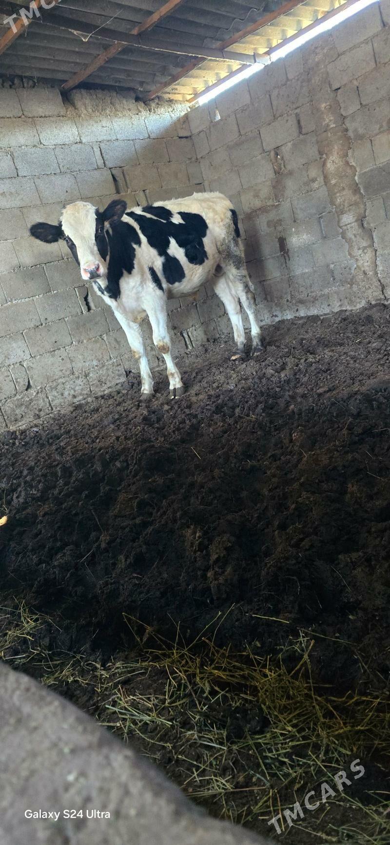 Ala őkùz - Aşgabat - img 2