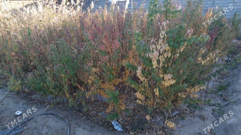 Erik nahal - Gökdepe - img 2