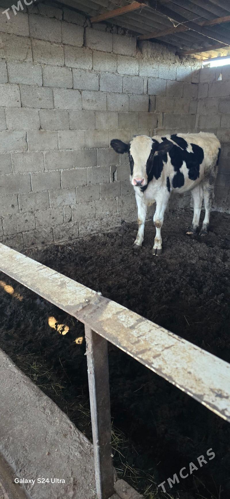 Ala őkùz - Aşgabat - img 3