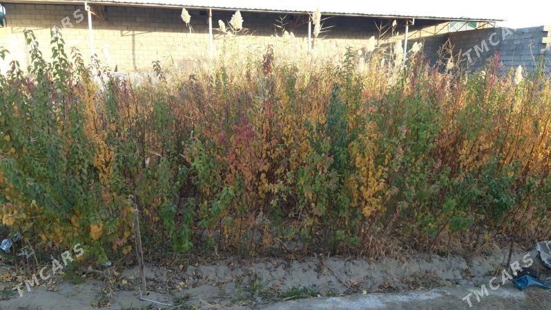 Erik nahal - Gökdepe - img 3