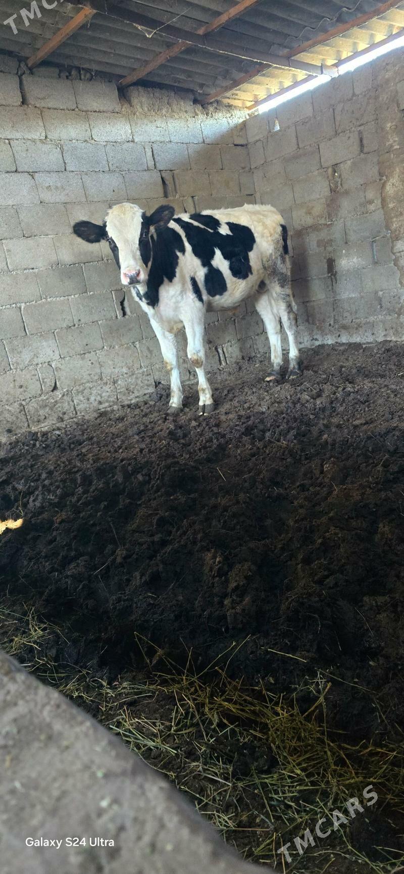 Ala őkùz - Aşgabat - img 1