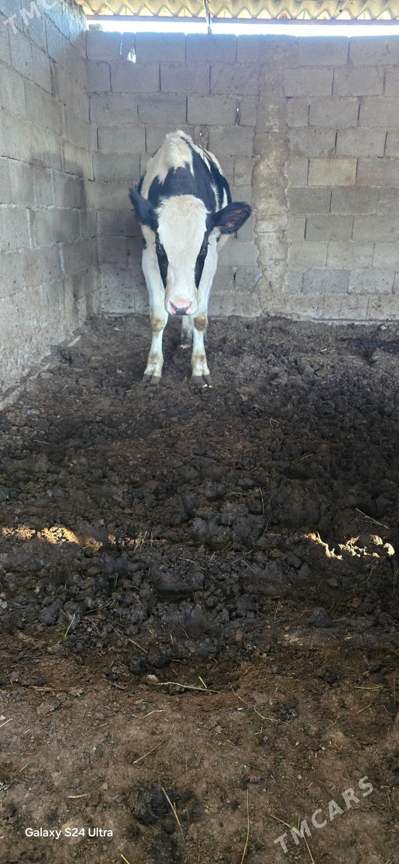 Ala őkùz - Aşgabat - img 4