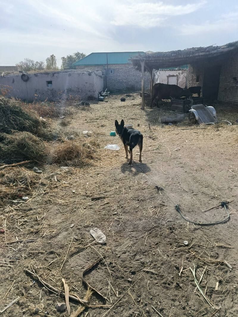 Афжарка - Губадаг - img 4