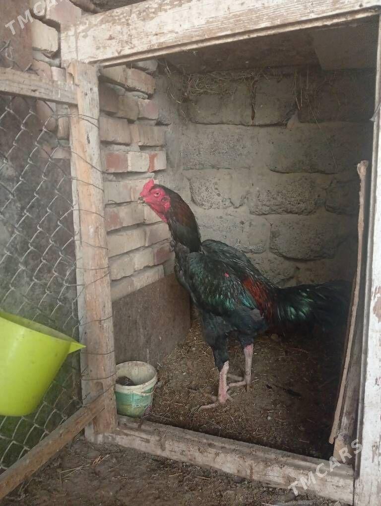 Taşkent - Gökdepe - img 2