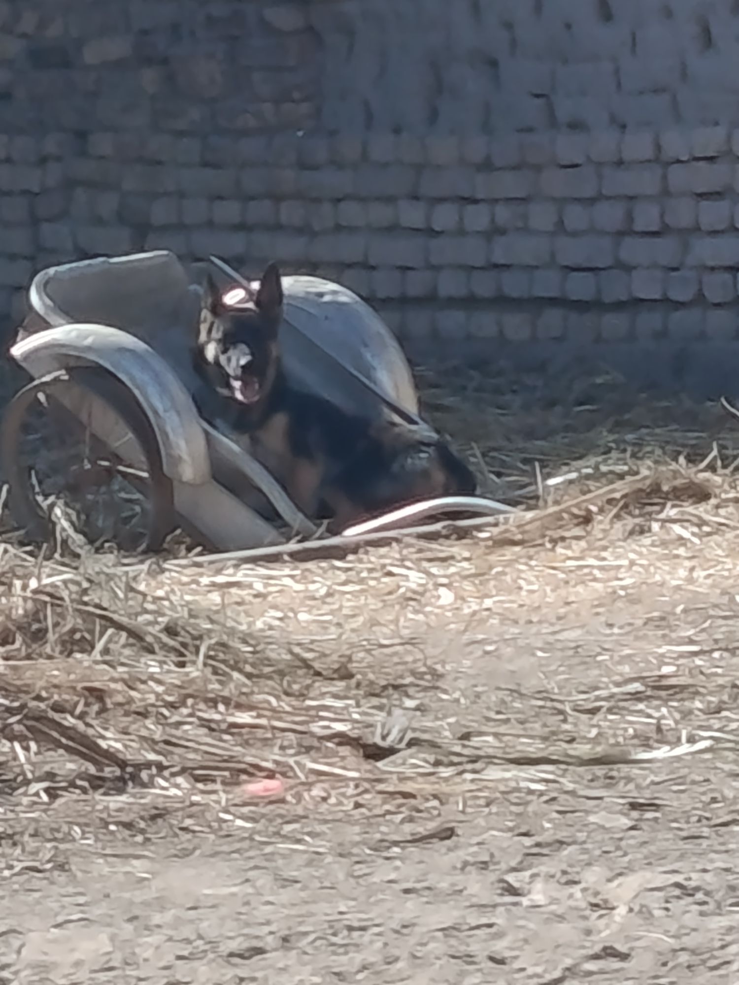 Афжарка - Губадаг - img 5