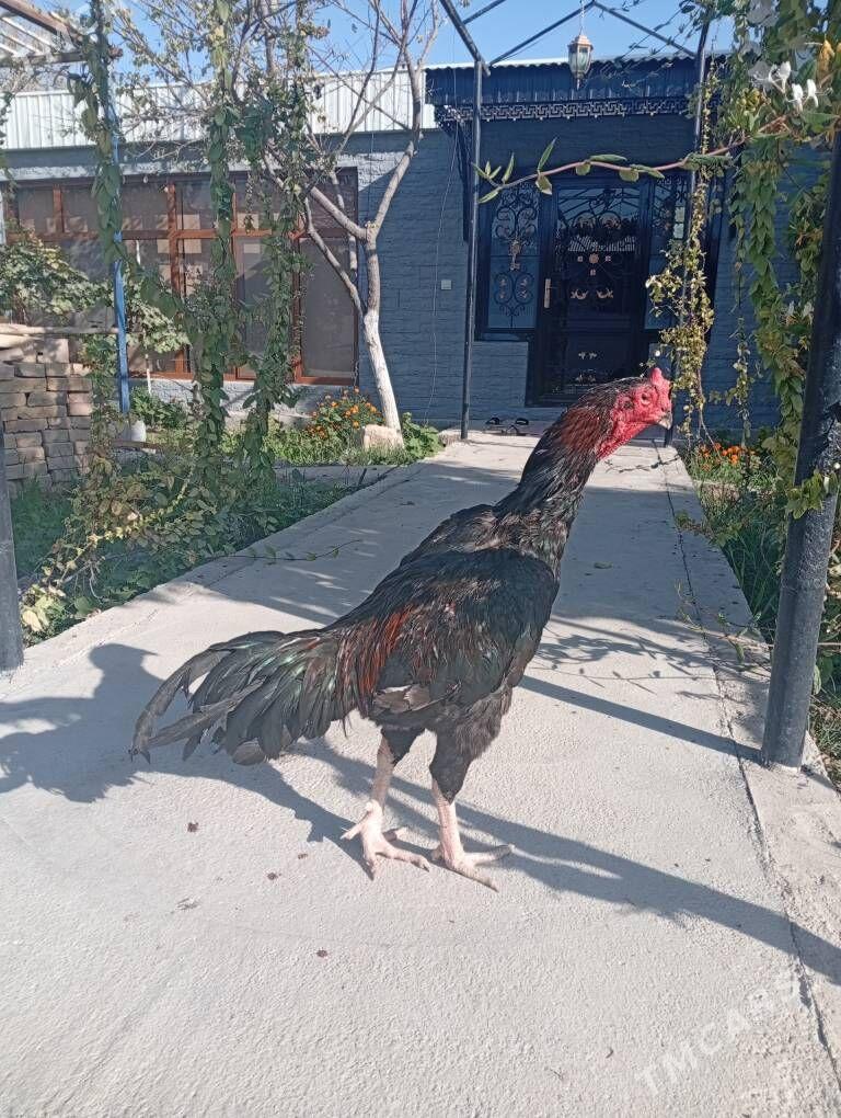 Taşkent - Gökdepe - img 3