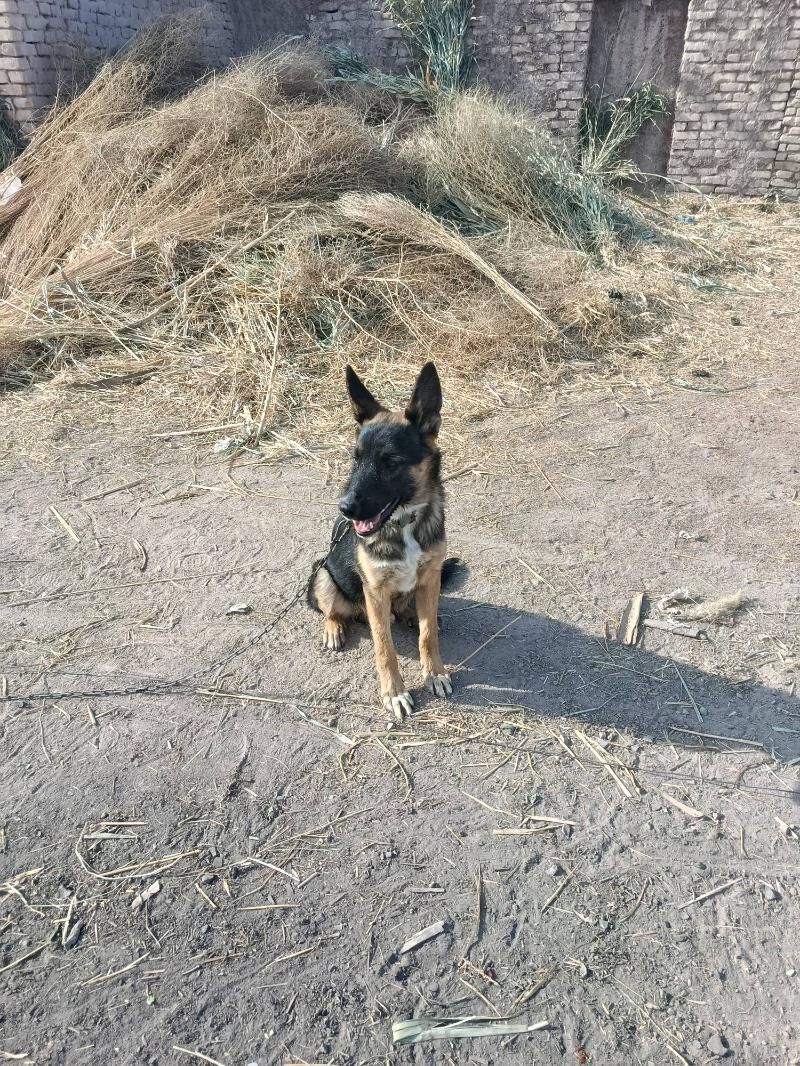 Афжарка - Губадаг - img 2