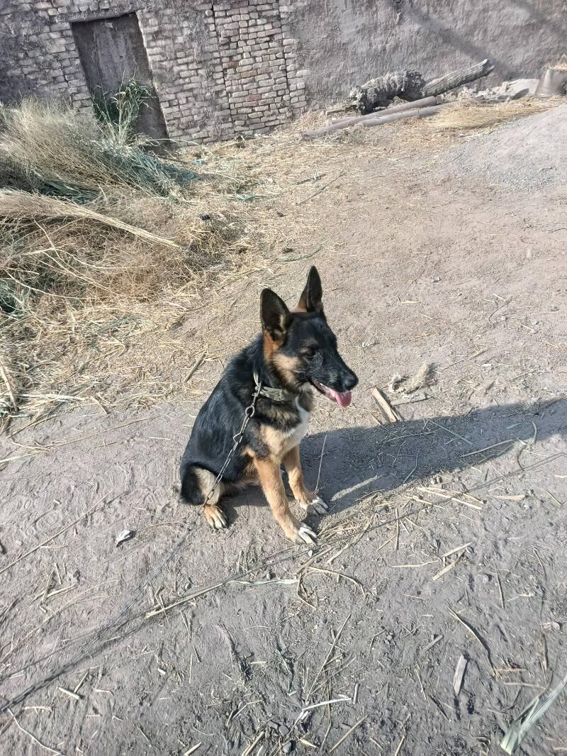 Афжарка - Губадаг - img 3