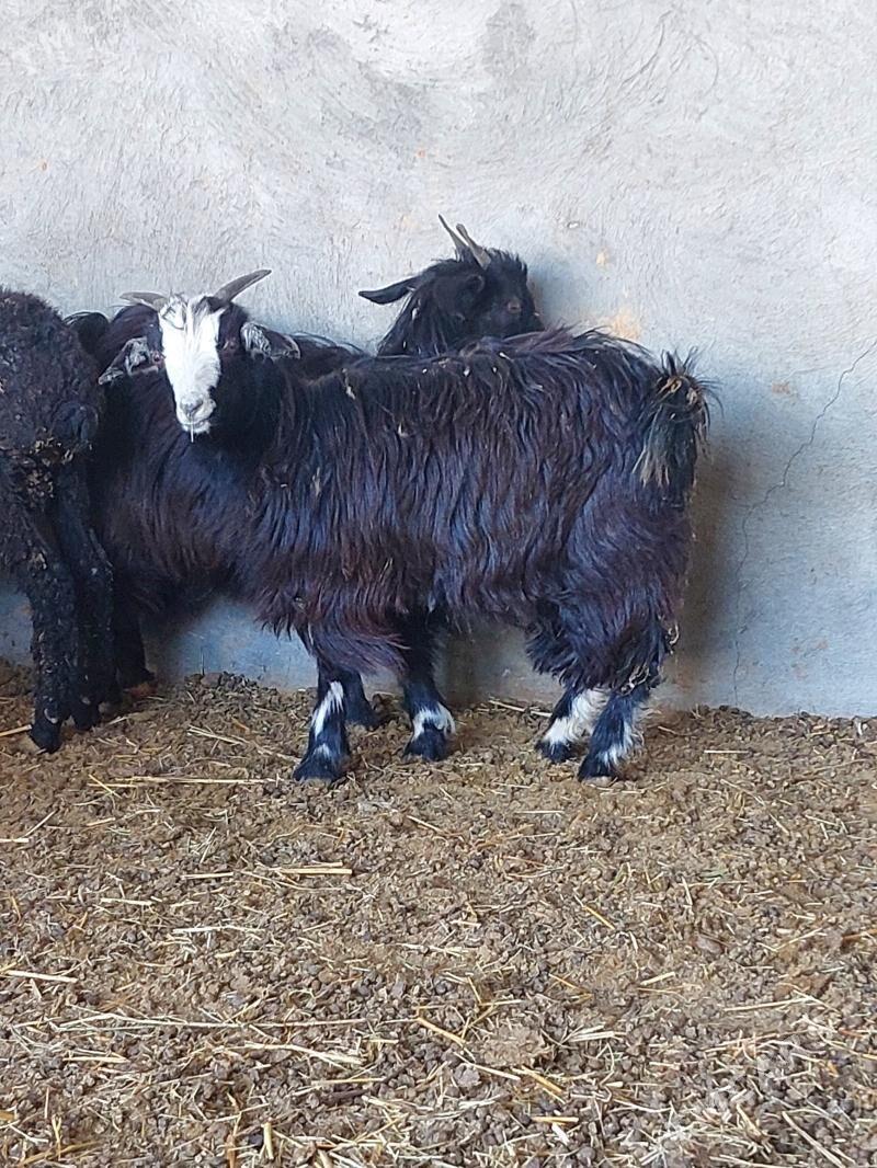 Çebiş - Bäherden - img 2