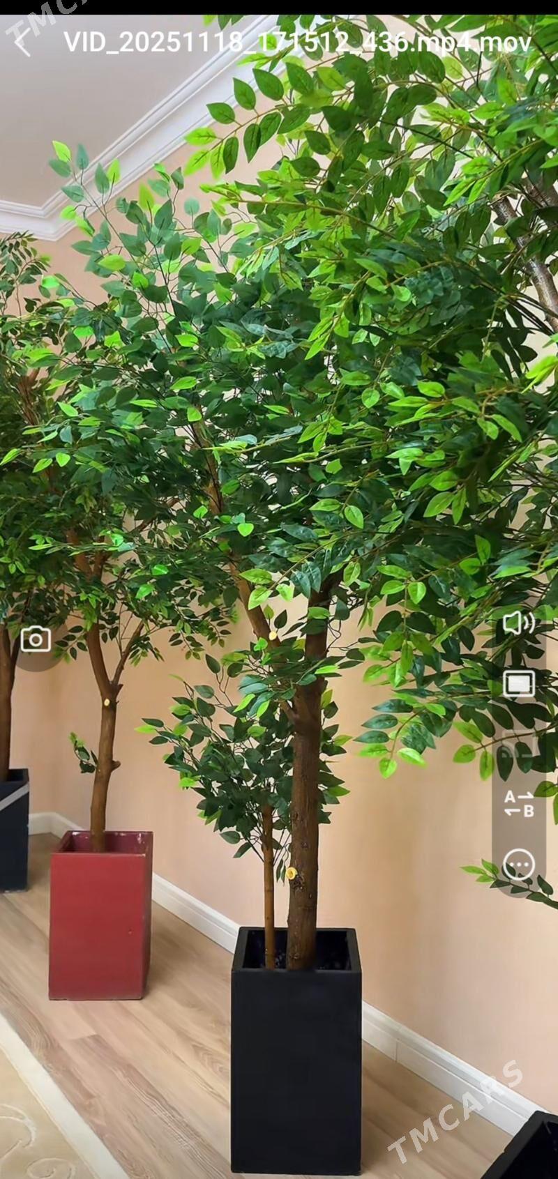 Dekoratiw agaçlar - Ашхабад - img 2