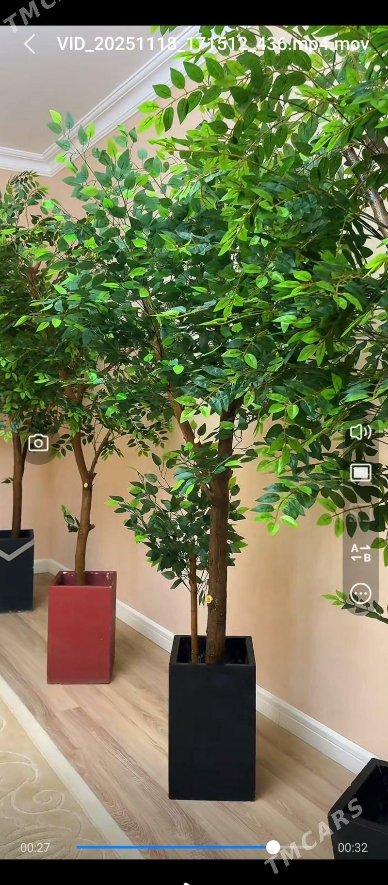 Dekoratiw agaçlar - Ашхабад - img 4