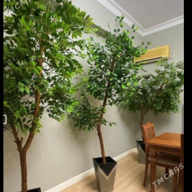 Dekoratiw agaçlar - Ашхабад - img 3