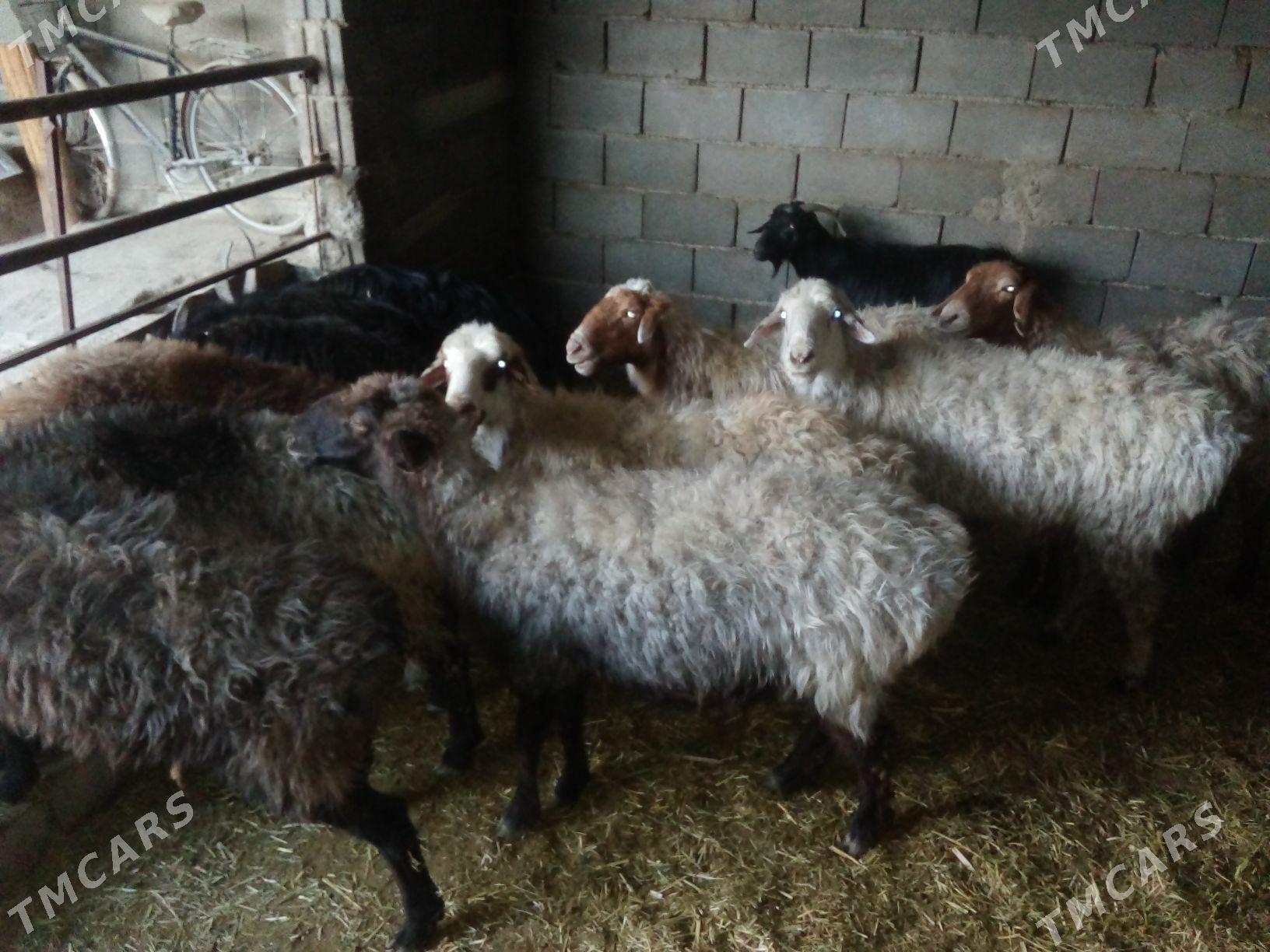 GOŶUN GEÇI - Бахарден - img 2