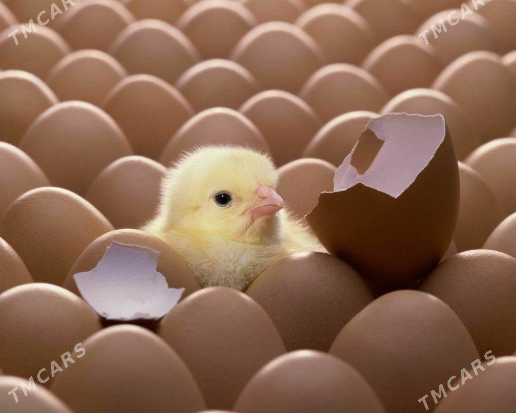 Jüýje - Gökdepe - img 2