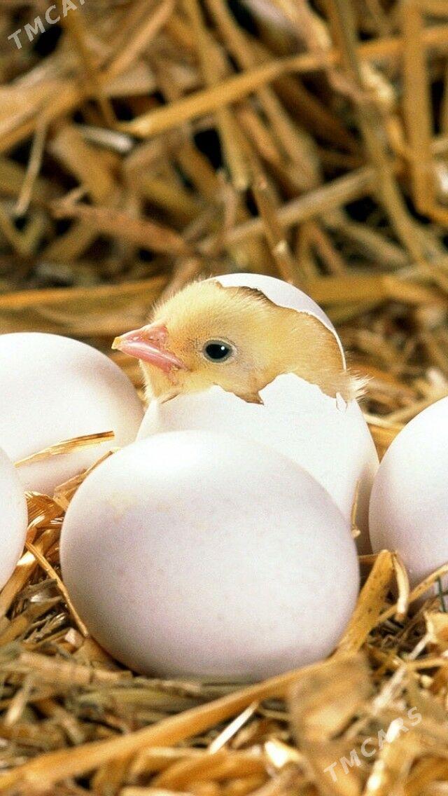 Jüýje - Gökdepe - img 3