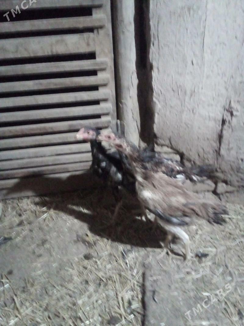 жужа хораз.маки - Дашогуз - img 1