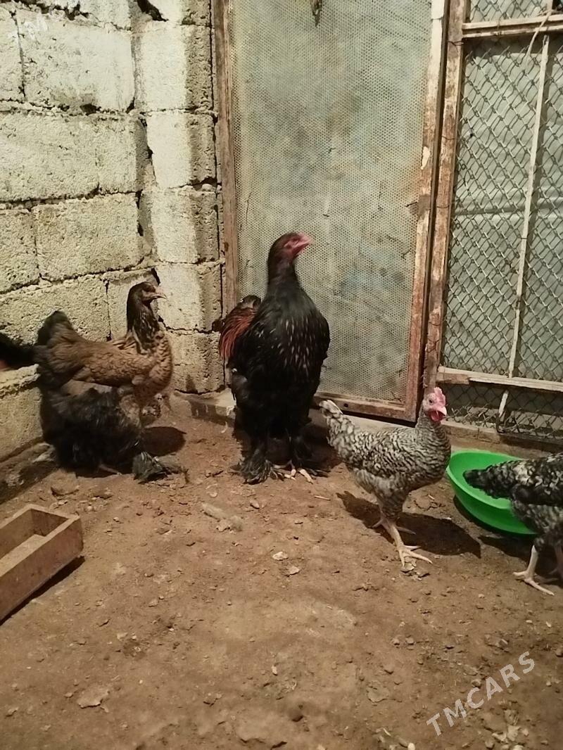 brama lased - Aşgabat - img 2