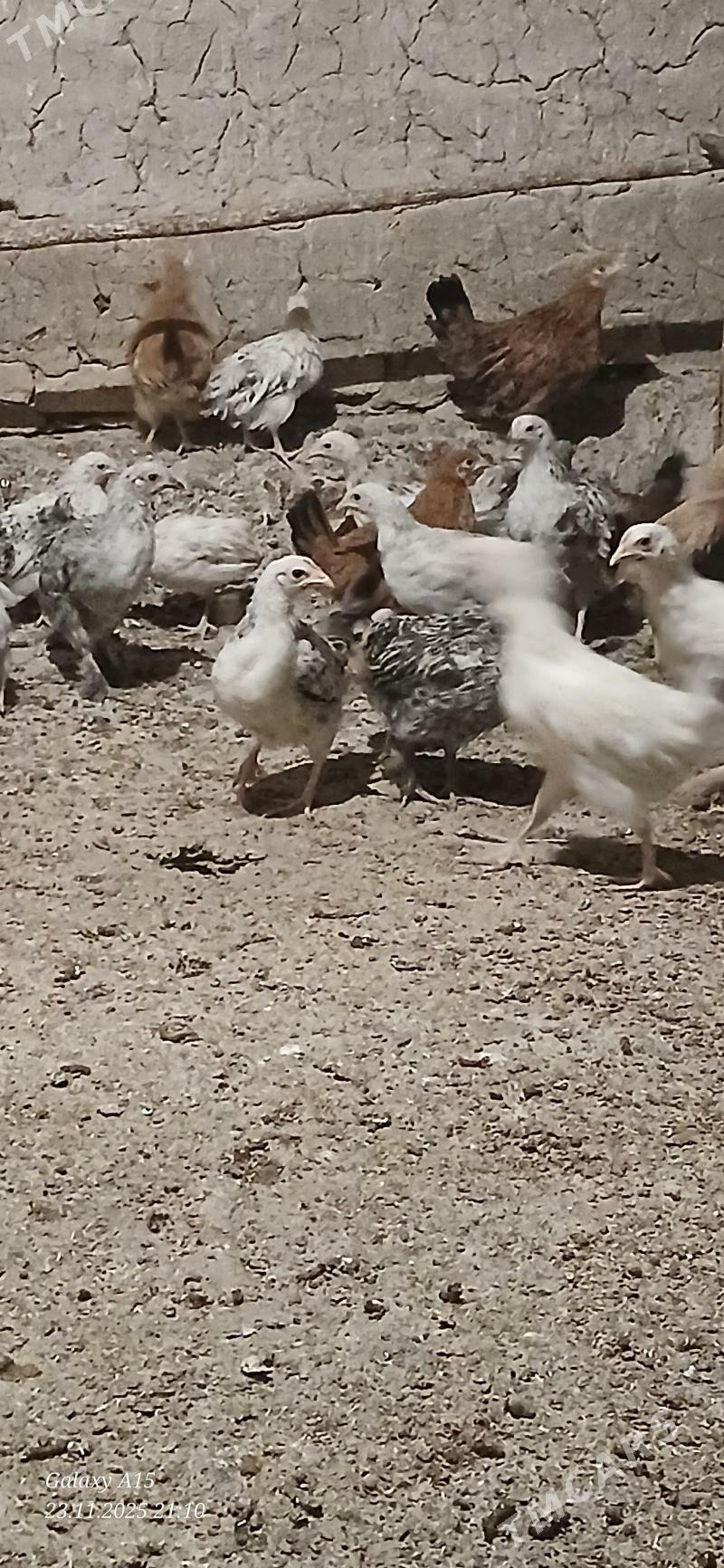 juje - Бабадайхан - img 5