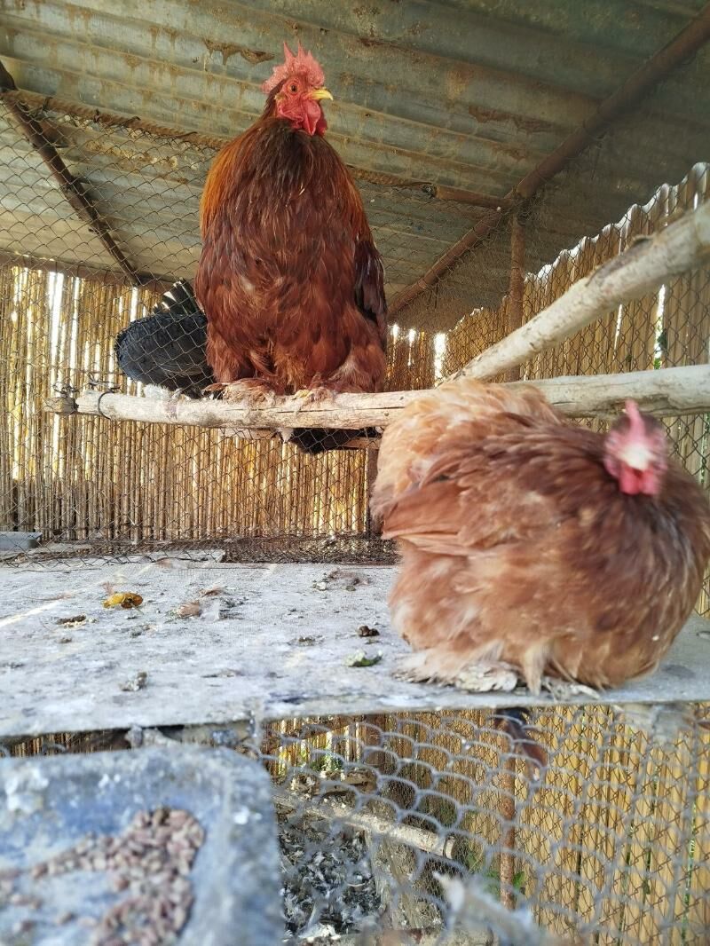 Kohin karlik - Туркменгала - img 3